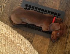 Doxie on Vent